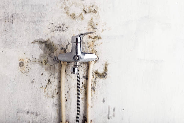 Best Best Mold Removal Companies  in Spring Lake, NC