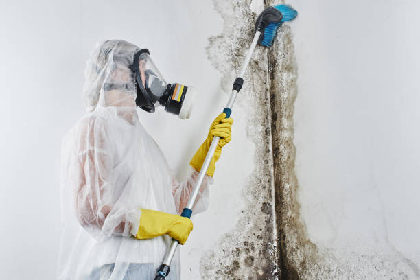 Best Professional Mold Removal  in Spring Lake, NC