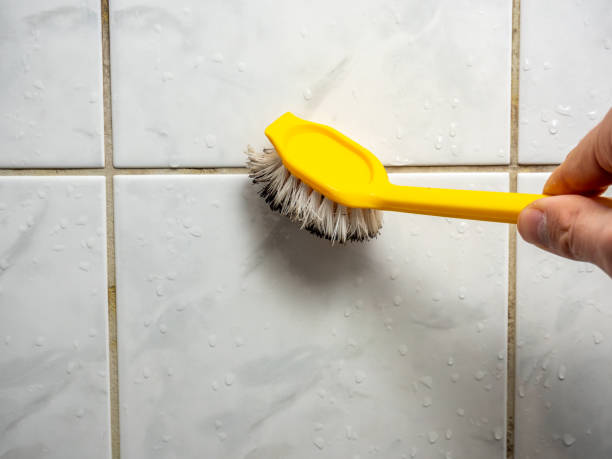 Reliable Spring Lake, NC Mold Removal Solutions