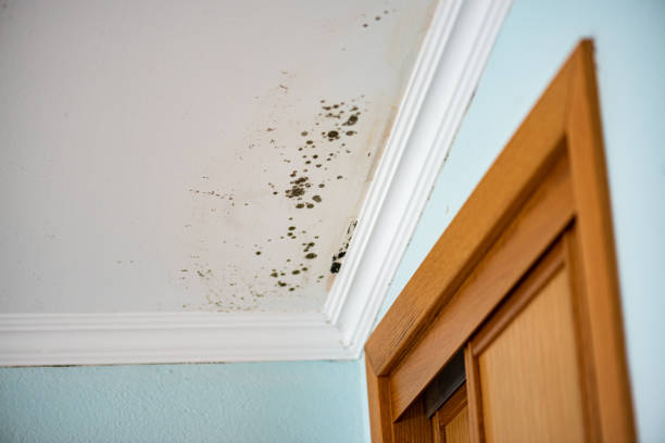 Best Mold Removal and Inspection  in Spring Lake, NC