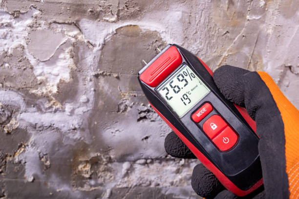 Best Black Mold Removal  in Spring Lake, NC