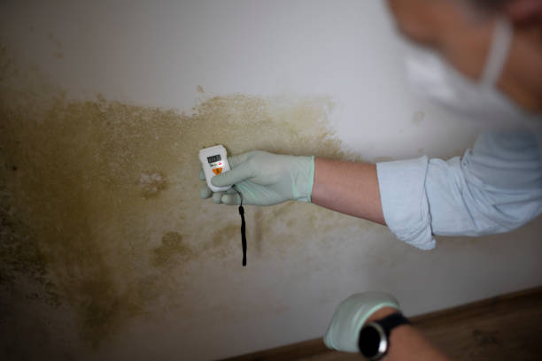 Best Local Mold Removal Service  in Spring Lake, NC