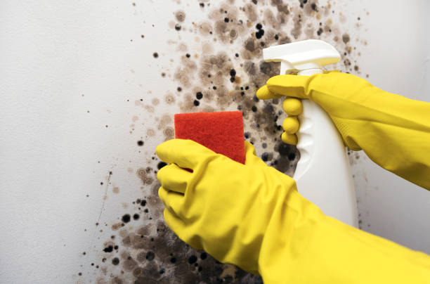 Best Home Mold Removal  in Spring Lake, NC