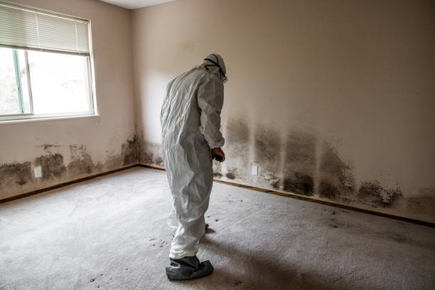 Best Mold Damage Repair  in Spring Lake, NC