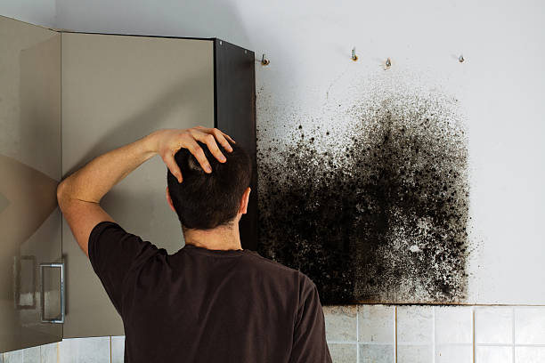 Best Commercial Mold Removal  in Spring Lake, NC