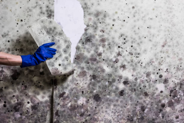 Best Toxic Mold Removal  in Spring Lake, NC